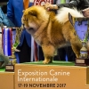 affiche Exposition Canine Internationale 2017