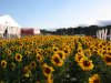 Tournesols