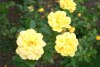 Allgold - Le Grice, 1958 (Floribunda)