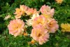 Goldmarie 82 - W. Kordes Söhne, 1984 (Floribunda)