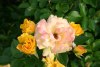 Goldmarie 82 - W. Kordes Söhne, 1984 (Floribunda)