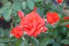 Plein Soleil - Laperrière, 1991 (Floribunda)