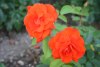 Plein Soleil - Laperrière, 1991 (Floribunda)