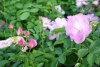 Chantefleur - Laperrière, 1972 (Floribunda)