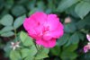 J.F. Müller - J.F. Müller, 1929 (Floribunda)