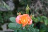 Jura - Sél. Hauser, 1985 (Floribunda)