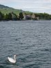 Cygne, chteau, et au fond le vignoble de Rolle