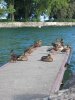 Canards assoupis