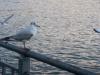 Quai Gnral Guisan, une mouette.