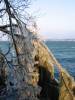 Arbres frigorifis, vue vers la pointe de Bellerive